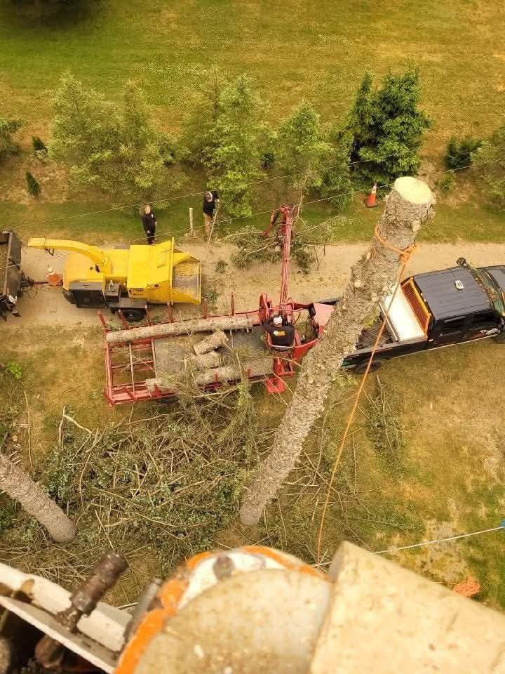 Storm-damaged tree being taken down