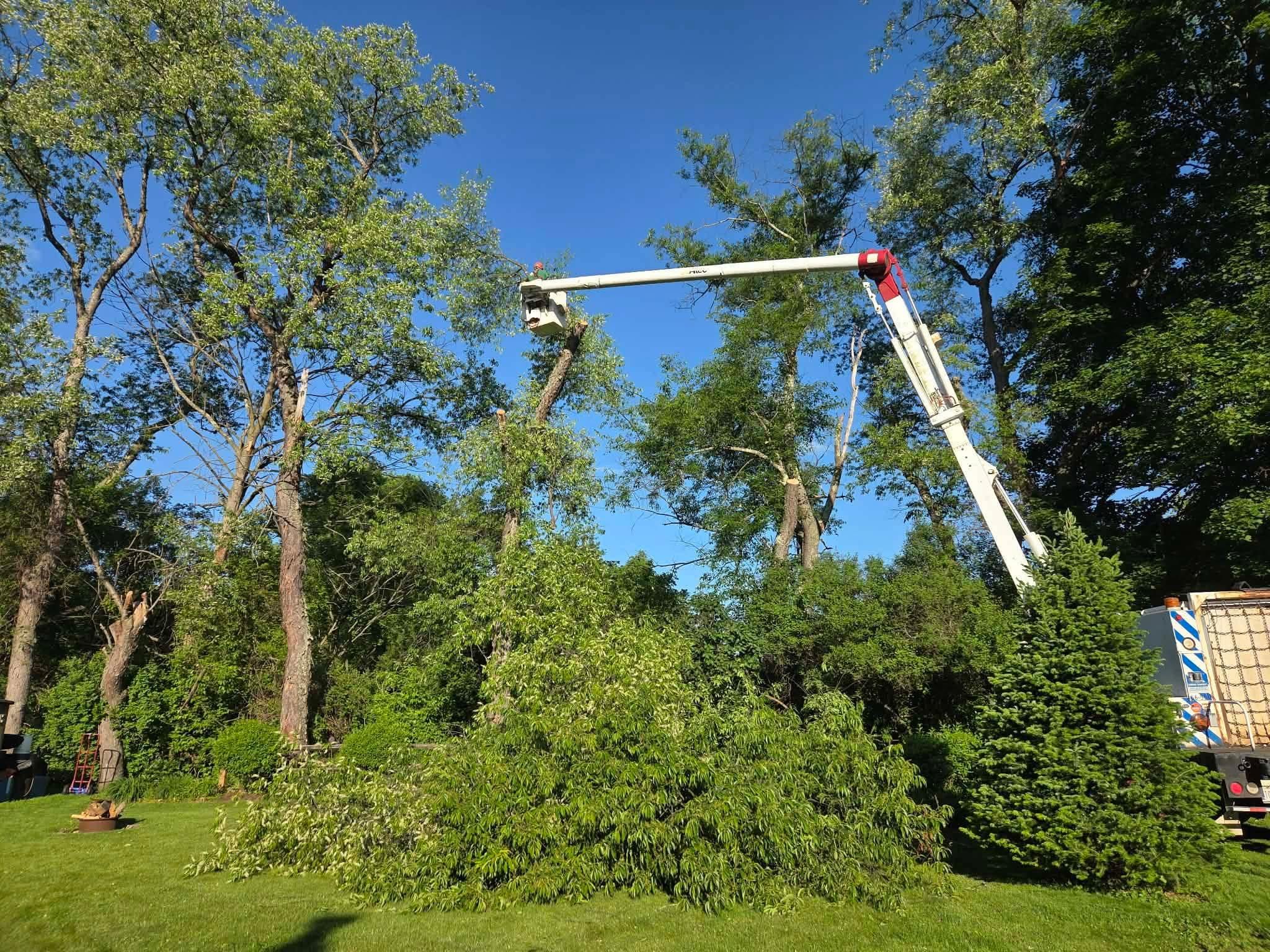 Trimming & Pruning