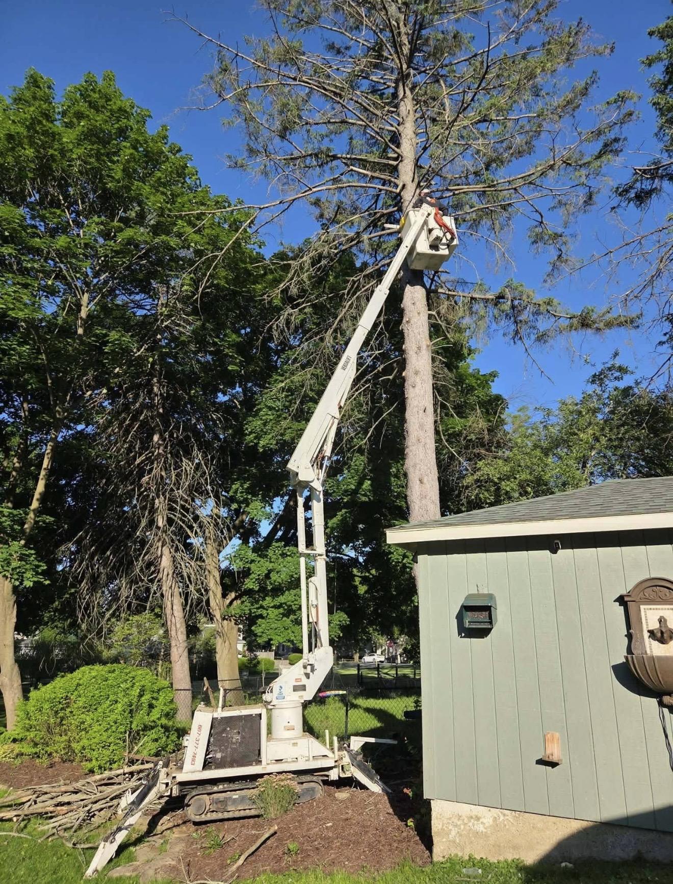 Certified arborist working high in an oak tree