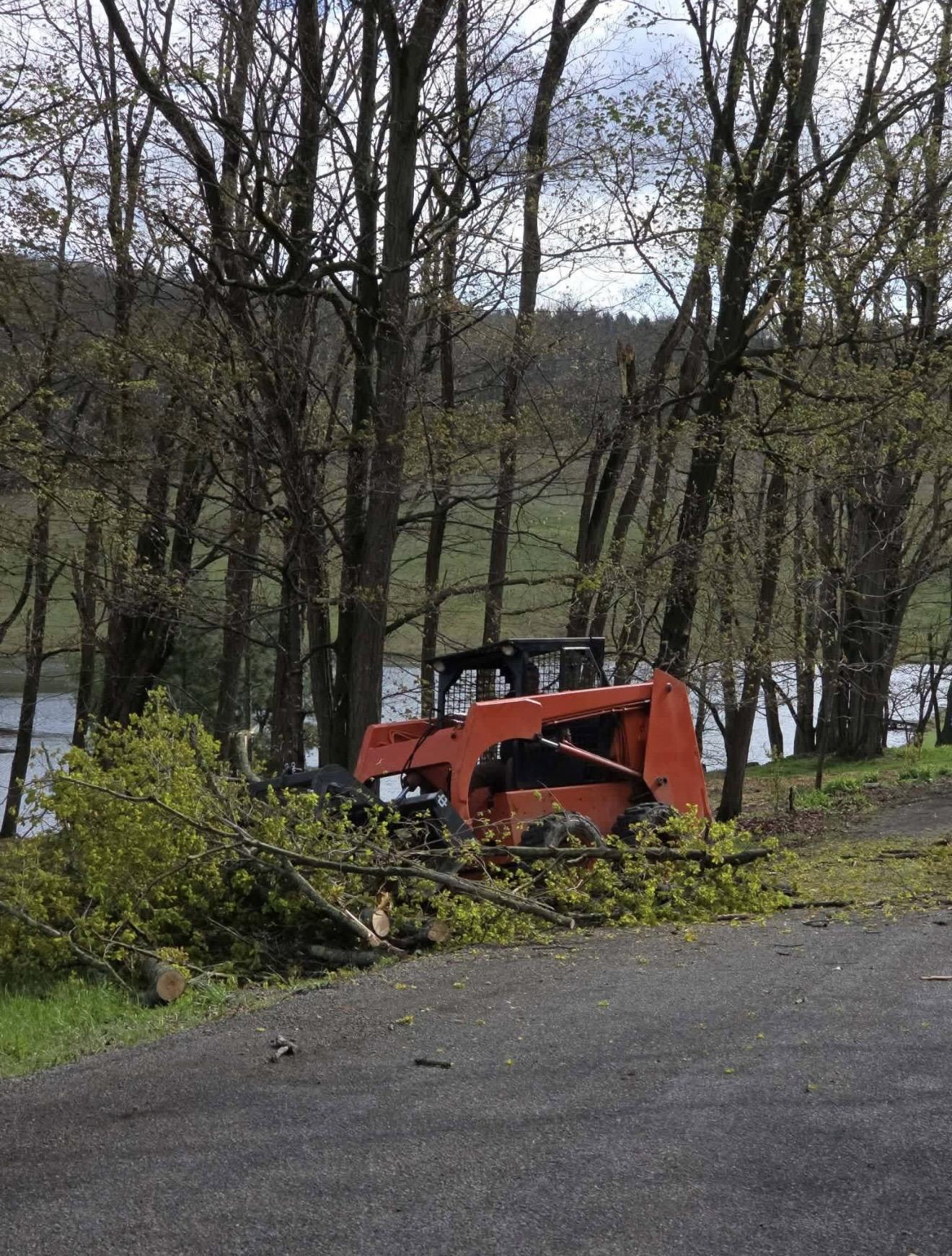 Tree Removal